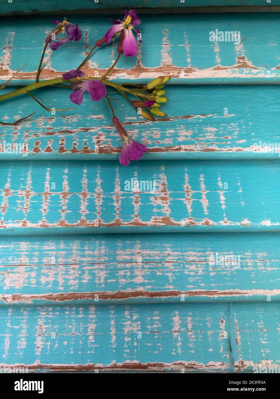 "Purple Flowers Against Distressed Turquoise Wooden Shutters background Foto Stock