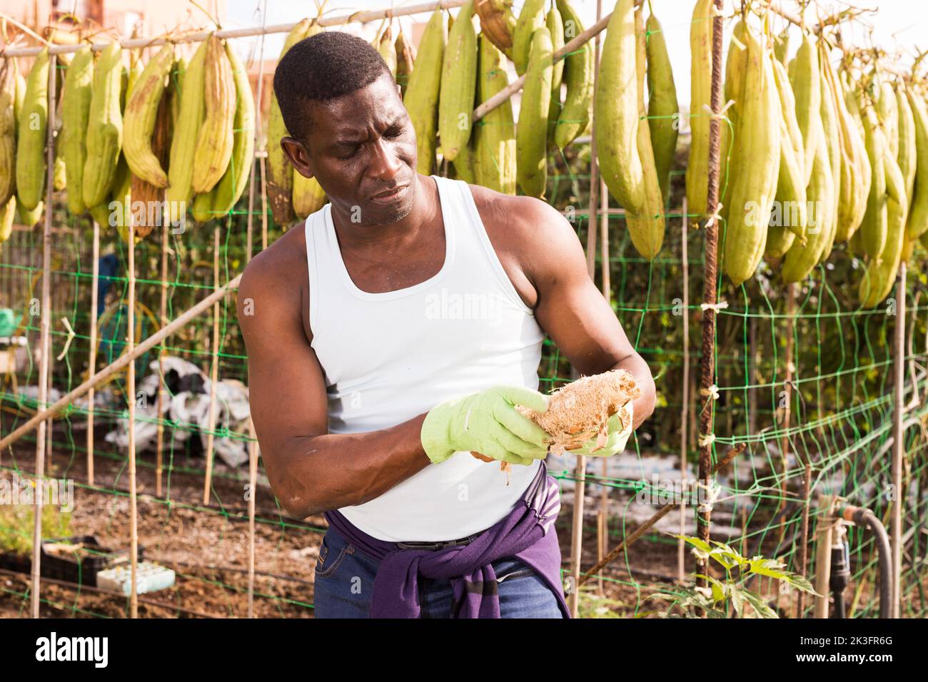 Il coltivatore afro-americano pulisce la luffa angolata essiccata Foto Stock