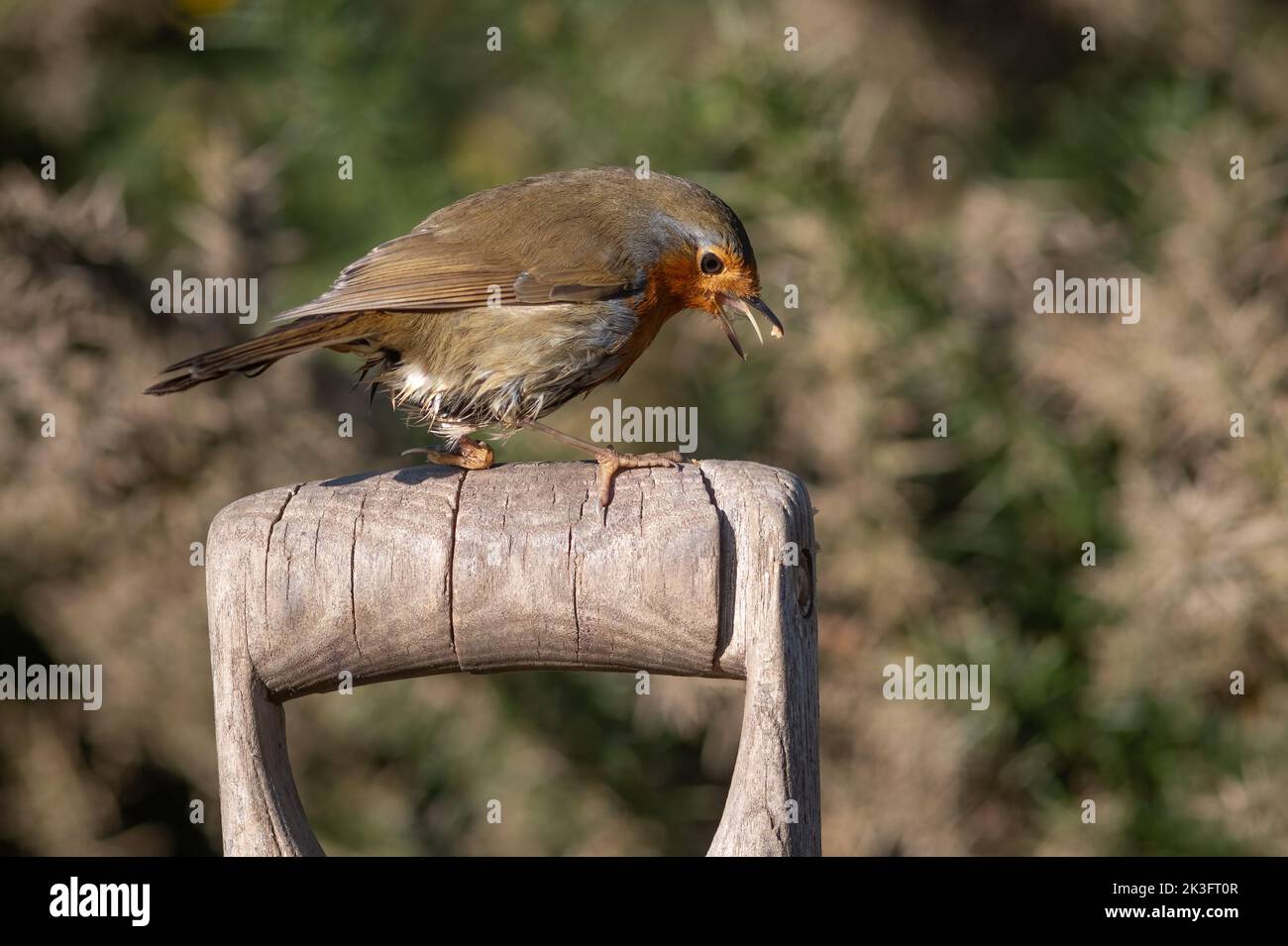 Un robin è arroccato su una forchetta di legno o manico a forcella in un giardino. Il becco è aperto e la lingua è sporgente Foto Stock