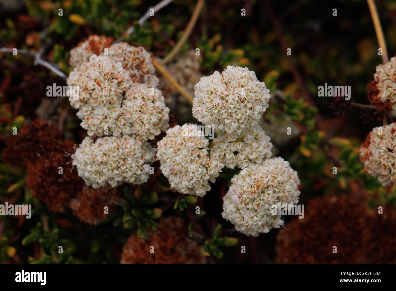 Fiore bianco testa di cimose infiorescenze di Eriogonum Fasciculatum varietà Fasciculatum, Polygonaceae, nativo sulla costa della contea di Ventura, estate. Foto Stock