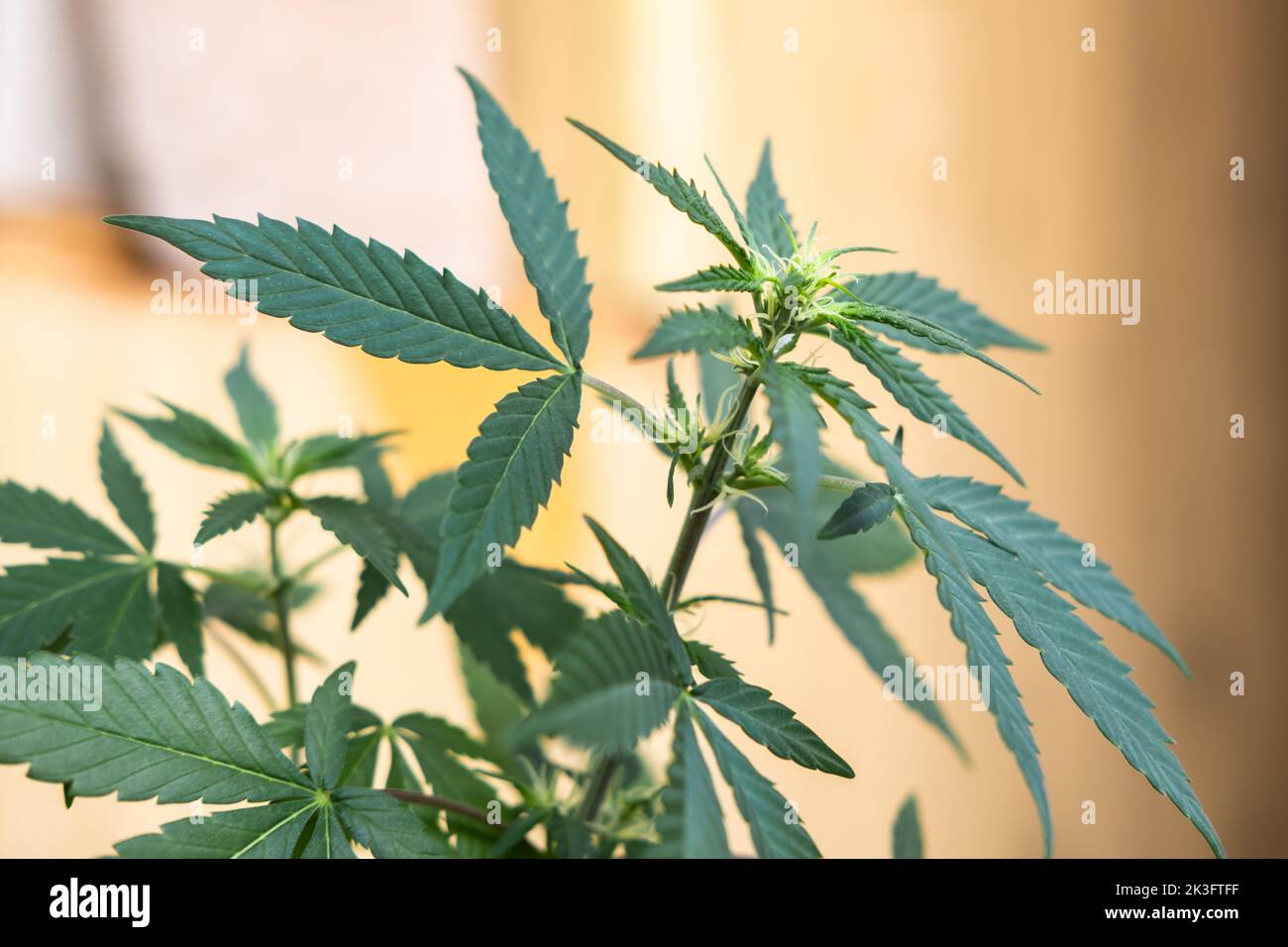 Pianta di marijuana giovane, cannabis. Foglie con germogli che iniziano a fiorire. Marijuana medica. Foto Stock