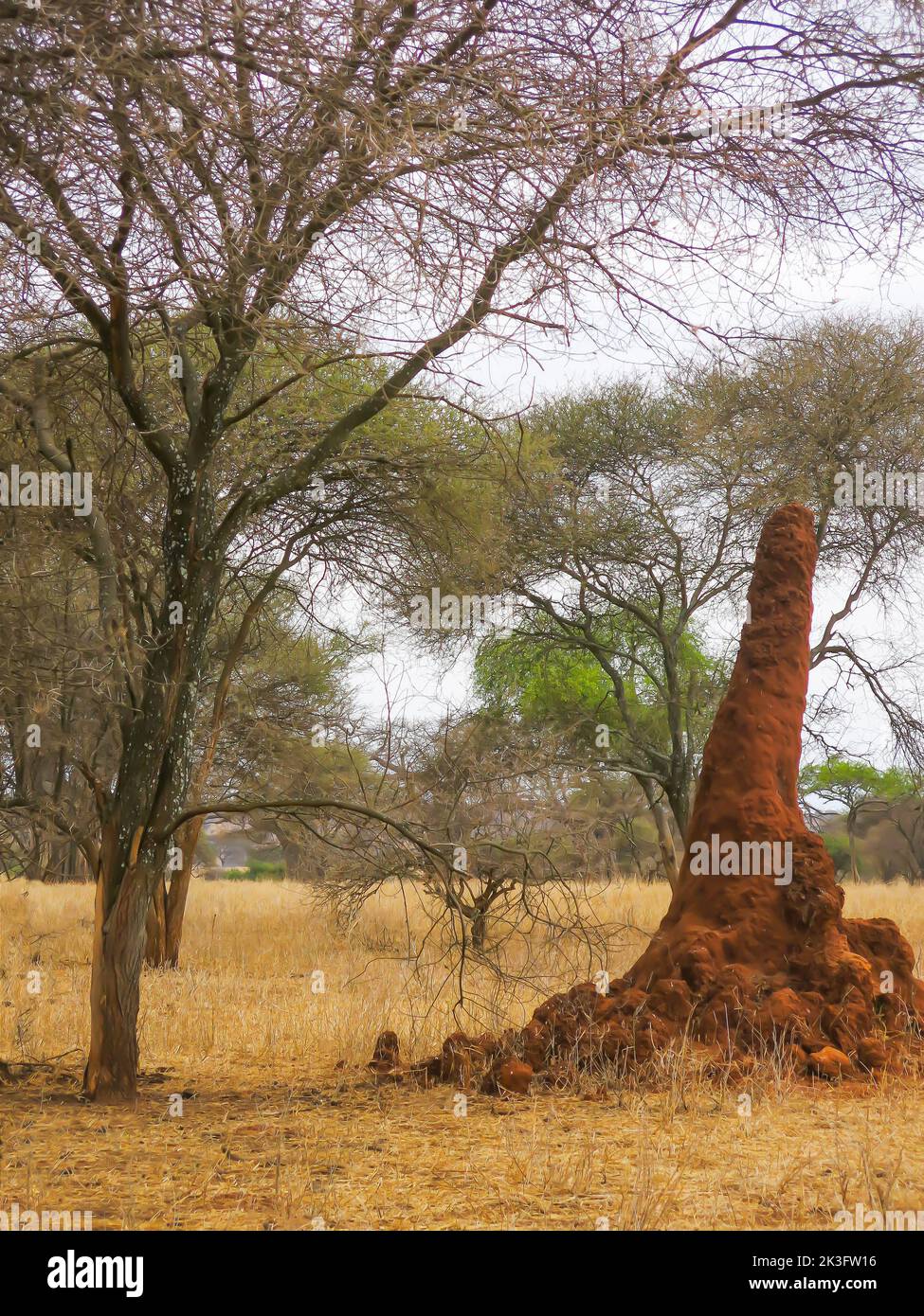 Tumulo di termite nel Parco Nazionale di Tarangire Foto Stock