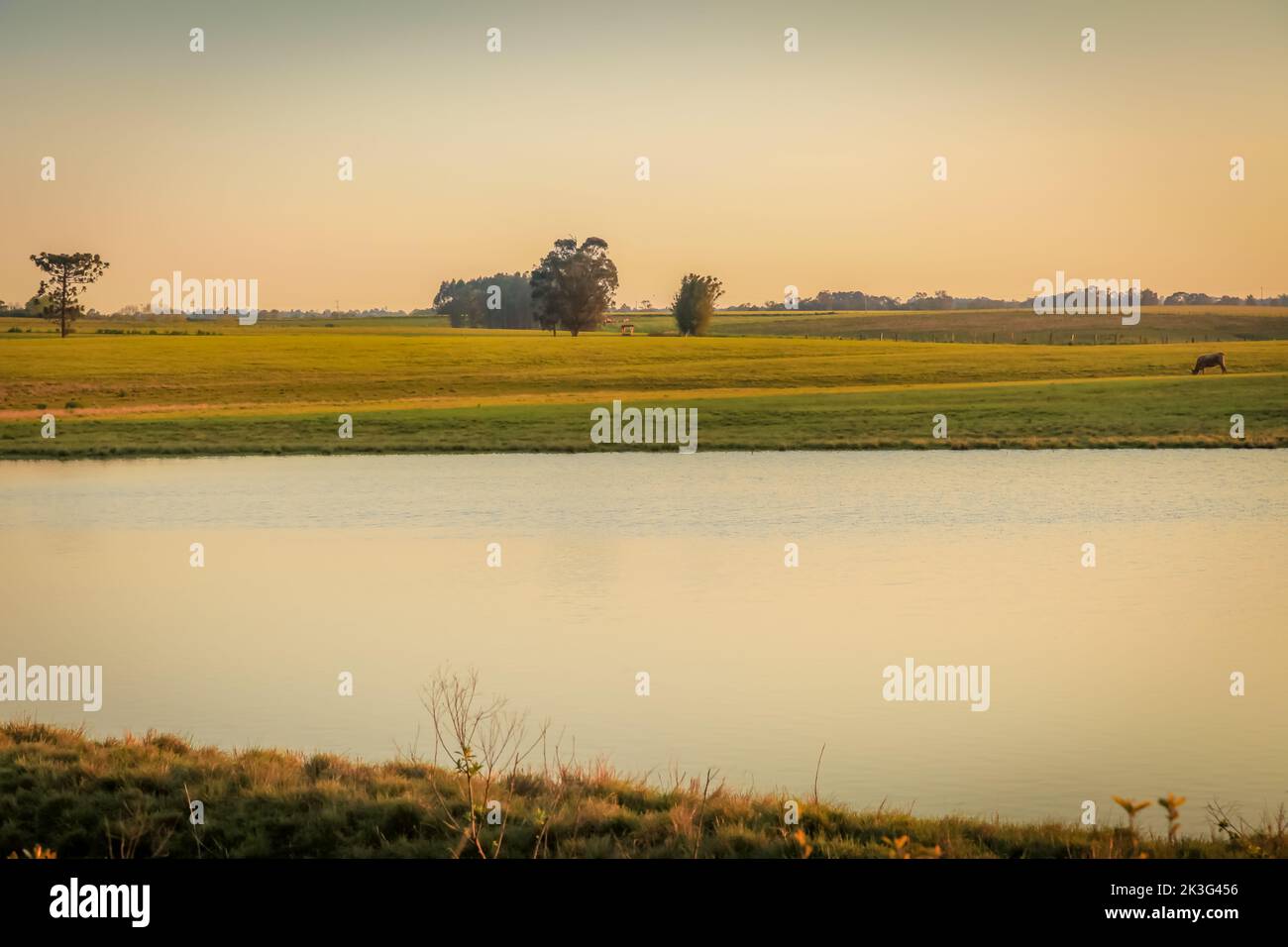 Mucca solitaria e lago al tramonto, Rio Grande do sul paesaggio, Sud del Brasile Foto Stock