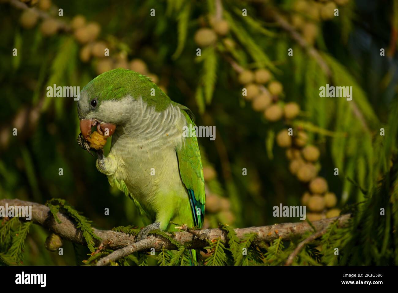 Carino parakeet monaco (Myiopsitta monachus), o pappagallo quaker, nutrirsi in un Montezuma calvo cipresso (Taxodium mucoratum) a Buenos Aires Foto Stock