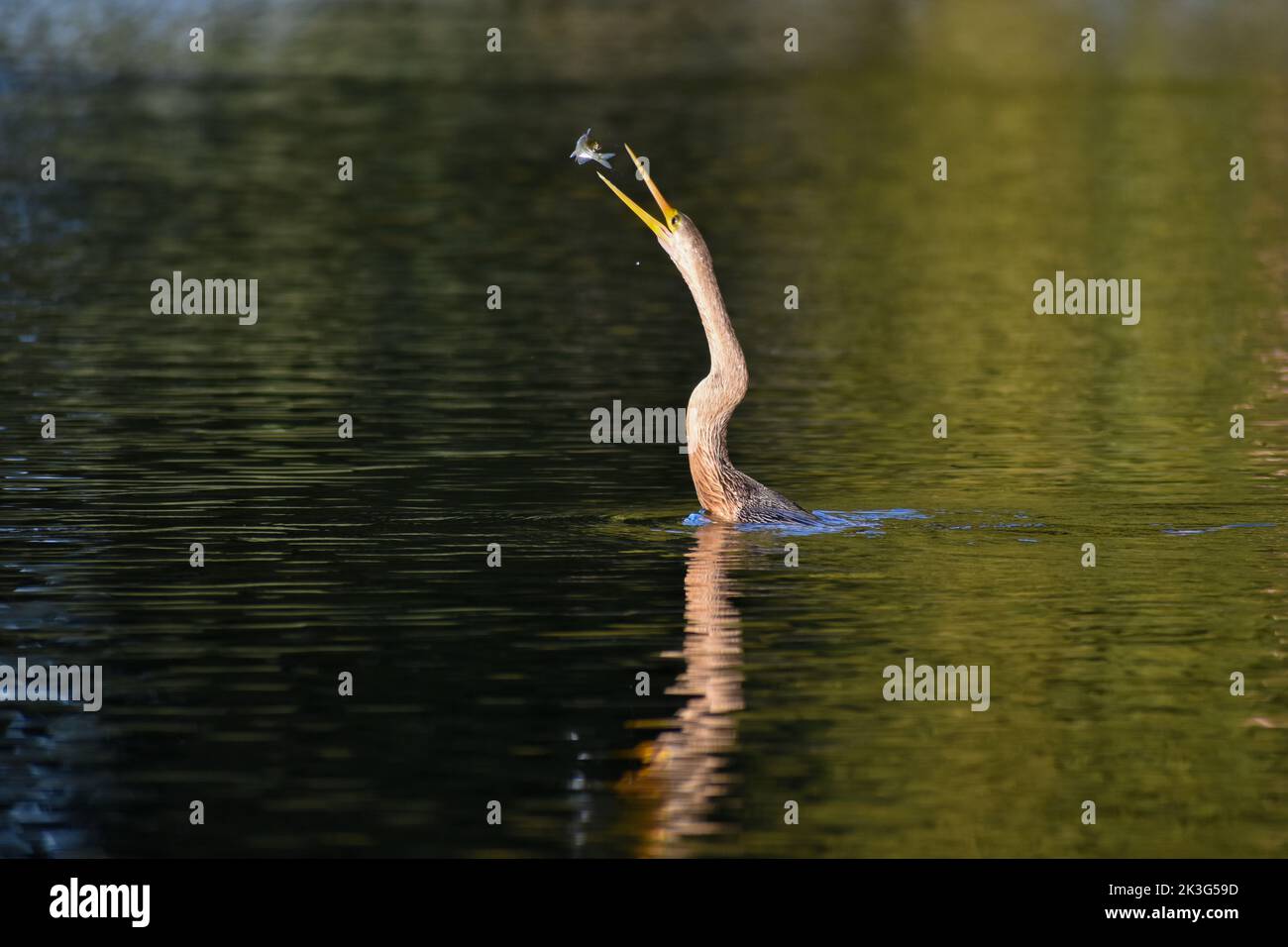 Anhinga (anhinga anhinga), a volte chiamato snakebird, darter, darter americano, o tacchino d'acqua, Pesca in un lago di Buenos Aires Foto Stock