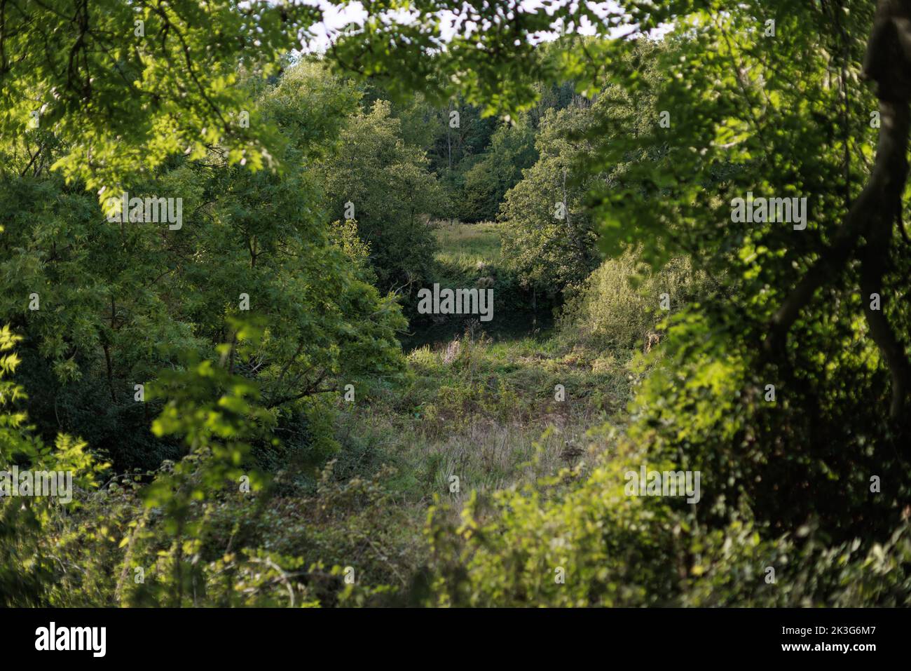 Il fiume Avon è appena visibile attraverso gli alberi dal vecchio percorso di traino del canale / Avon Valley Cycle Route / Walking Route tra Pewsham e Lacock, Wiltshire Foto Stock