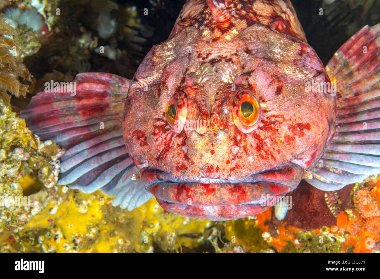 Un colorato acqua fredda pesce chiamato un cabezon poggia sulla cima di una scogliera nelle isole della Manica, California. Foto Stock