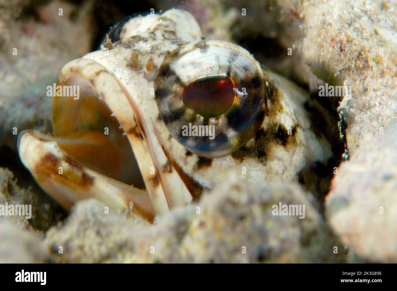 Un grande pesce jawfish yellowhead protetto nel suo bottone di sabbia macerie den in Honduras Roatan Foto Stock