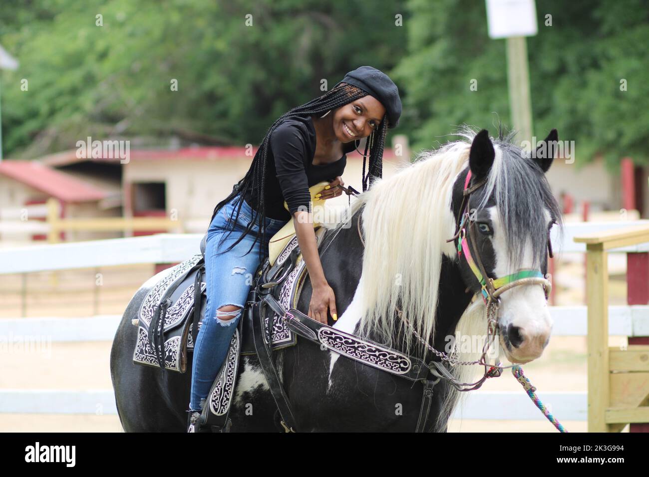 Il Gypsy COB, conosciuto anche come il tradizionale Gypsy COB, Irish COB, Gypsy Horse, o Tinker Horse è un tipo o razza di cavallo domestico. Foto Stock