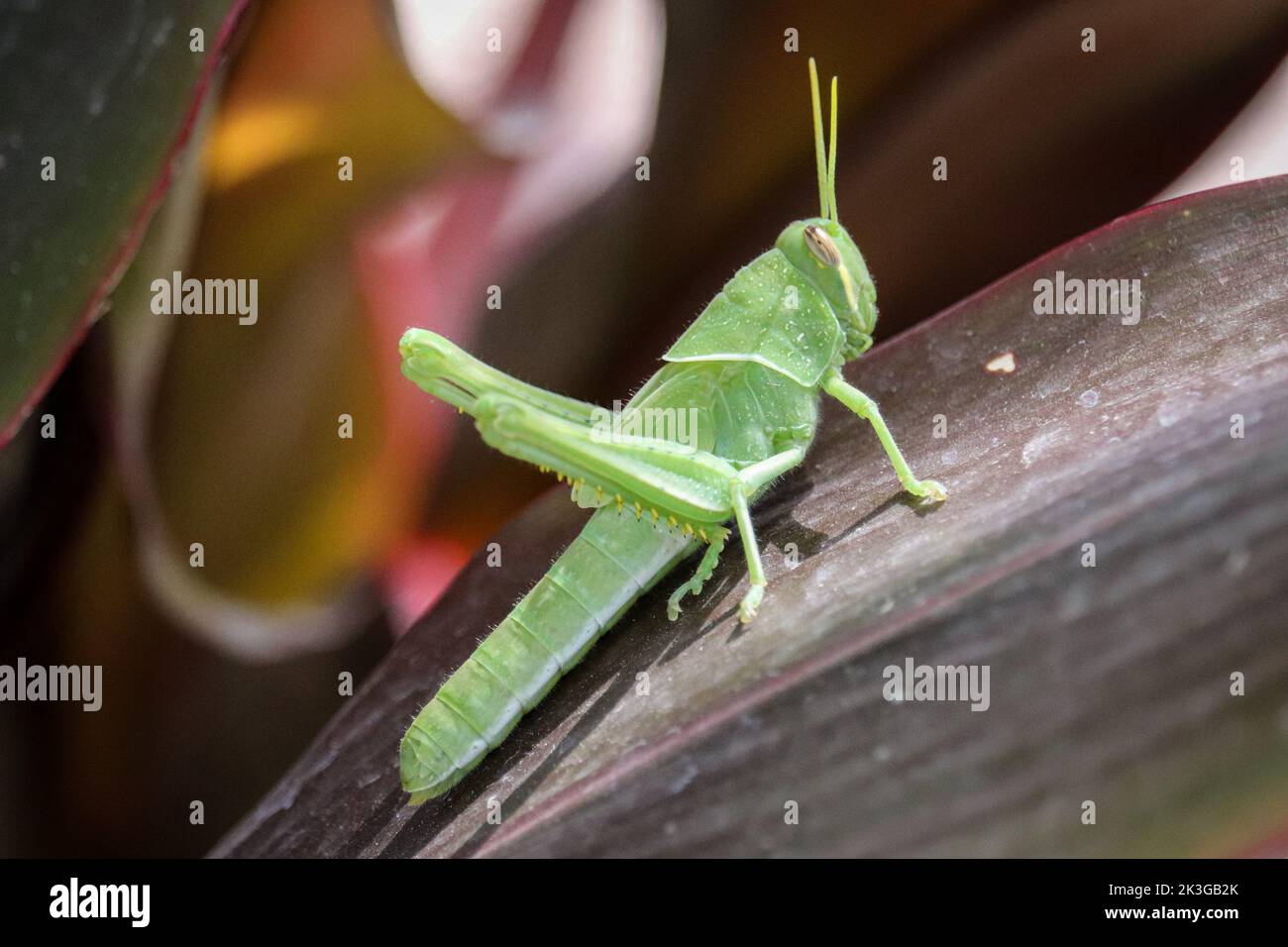 Giovane locusta del deserto o Schistocerca gregaria in piedi su una foglia in un giardino a Gilbert, Arizona. Foto Stock