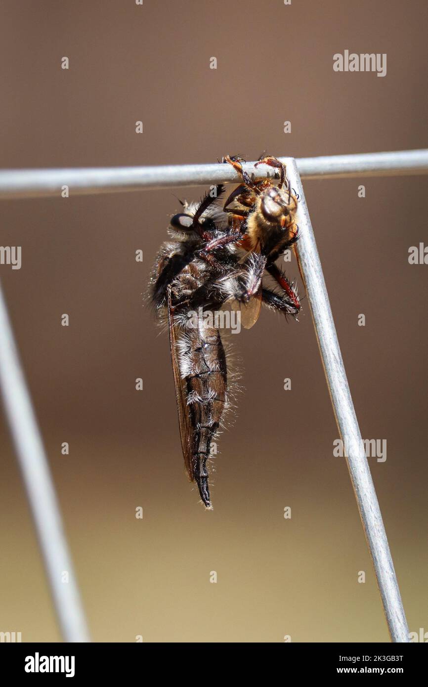 Volo gigante rapinatore o asilidae che si nutrono di un'ape a Payson, Arizona. Foto Stock