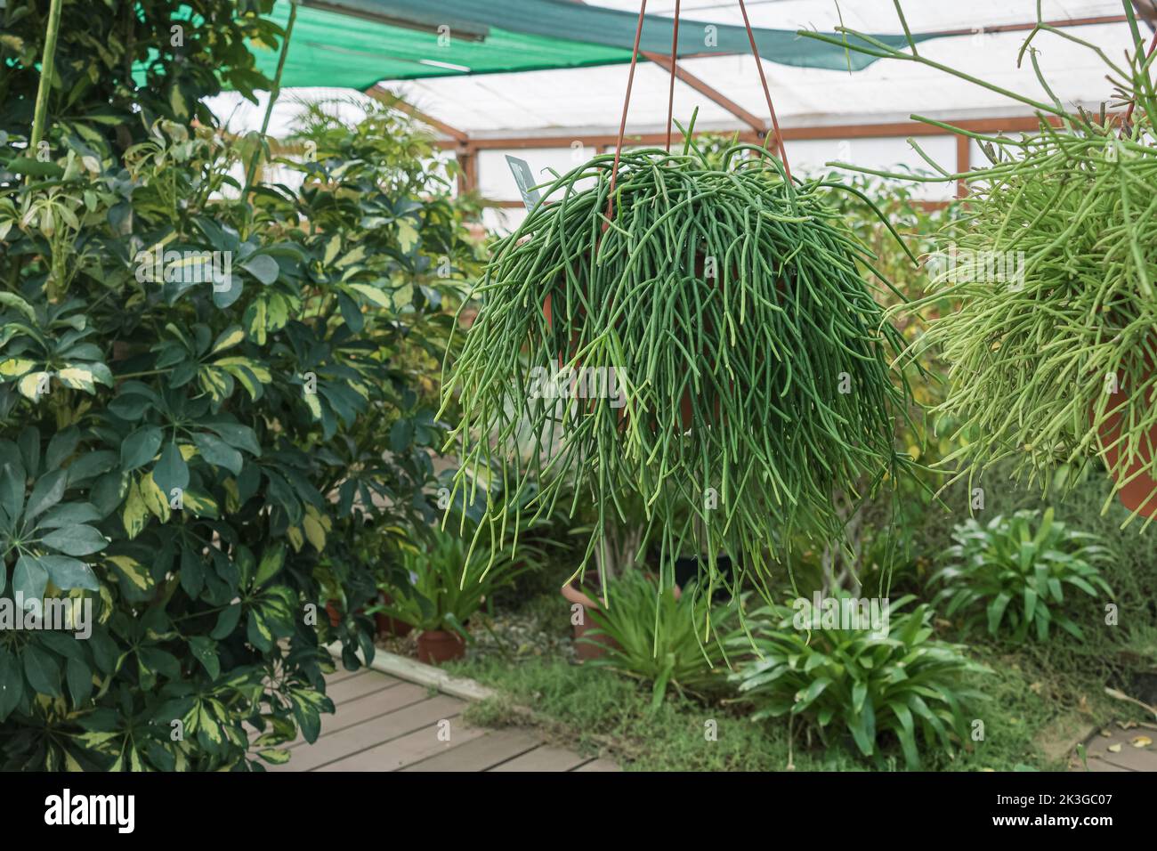 il cactus di mistletoe o il baccifera di rhipsalis subs shafer in un pot appeso all'interno Foto Stock