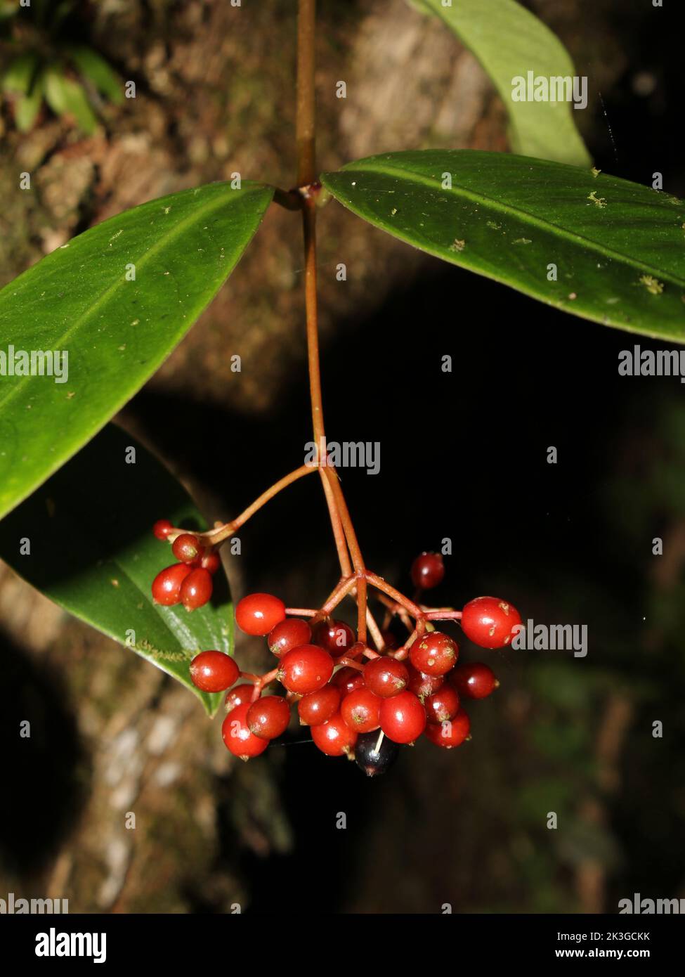 Frutti di Rubiaceae neotropico Notopleura pithecobia Foto Stock