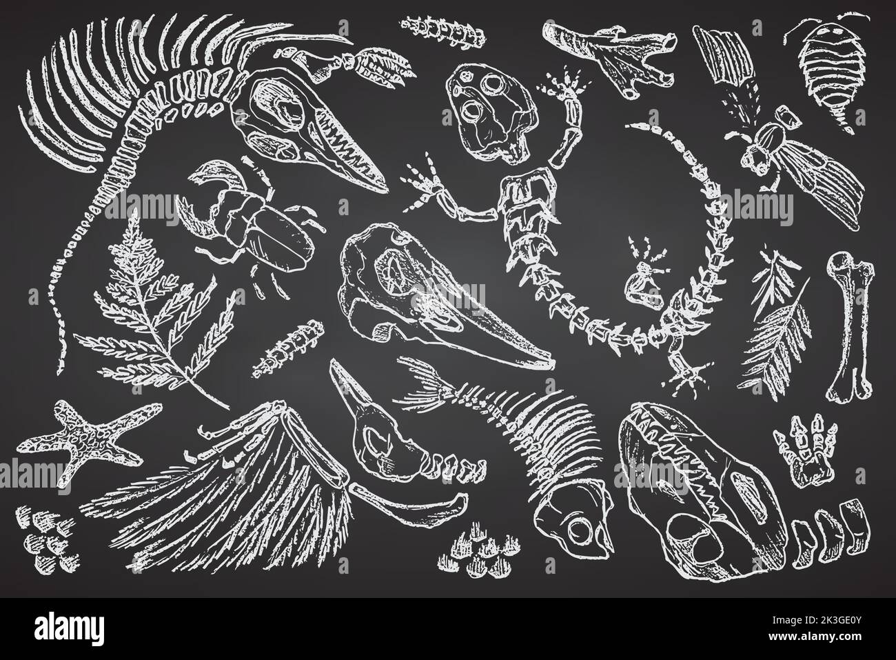 Pietra con impronte di scheletri di animali preistorici, insetti e piante. Archeologia grigia, frammenti di rocce di crack, massi di detriti. Set di Illustrazione Vettoriale