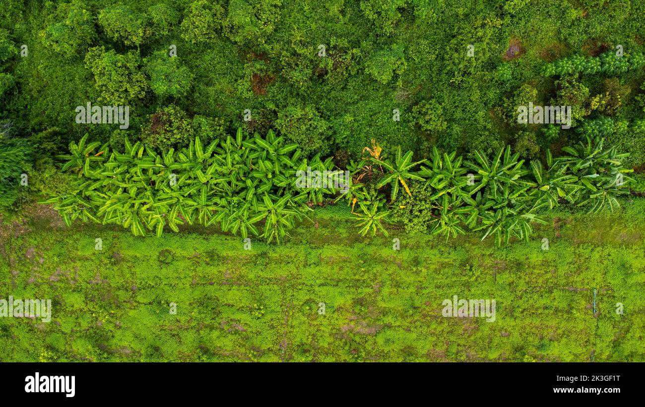 Vista aerea degli alberi di coltivazione e delle piantagioni nel vivaio all'aperto. Piantagione di banane in Thailandia rurale. Attività di coltivazione. Paesaggio naturale backg Foto Stock