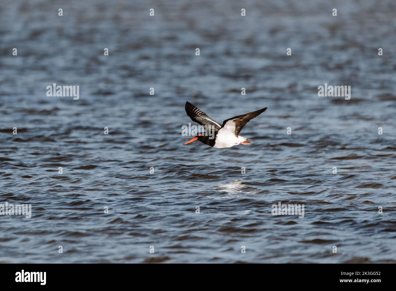 Volo basso Australian Pied Oystercatcher. Visto su un lago a Ulladulla Foto Stock