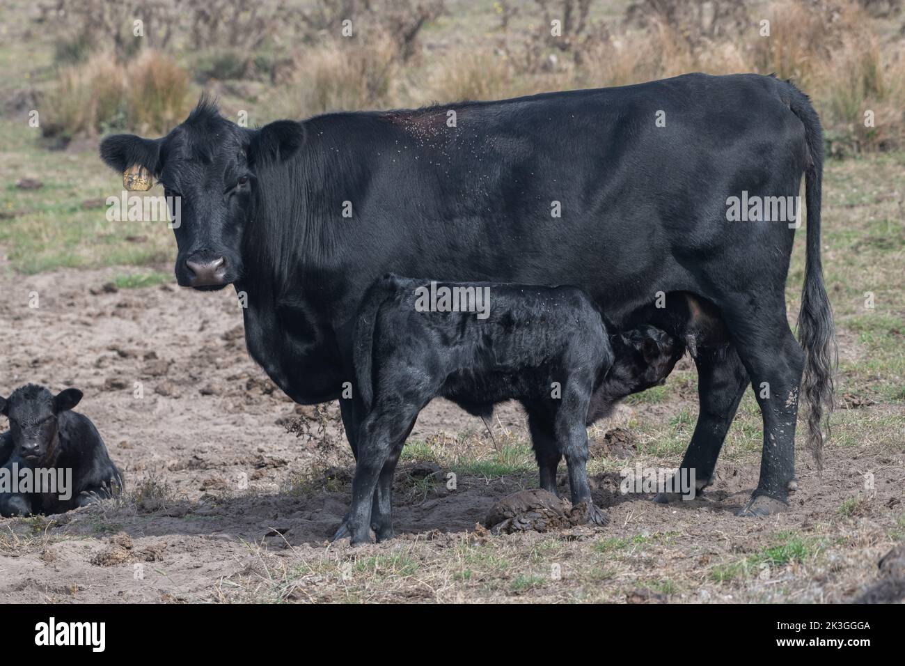 Una madre vacca nazionale e il suo vitello che sta succhiando e bevendo latte, bestiame in Point Reyes National litorale in California, Stati Uniti, Nord America. Foto Stock