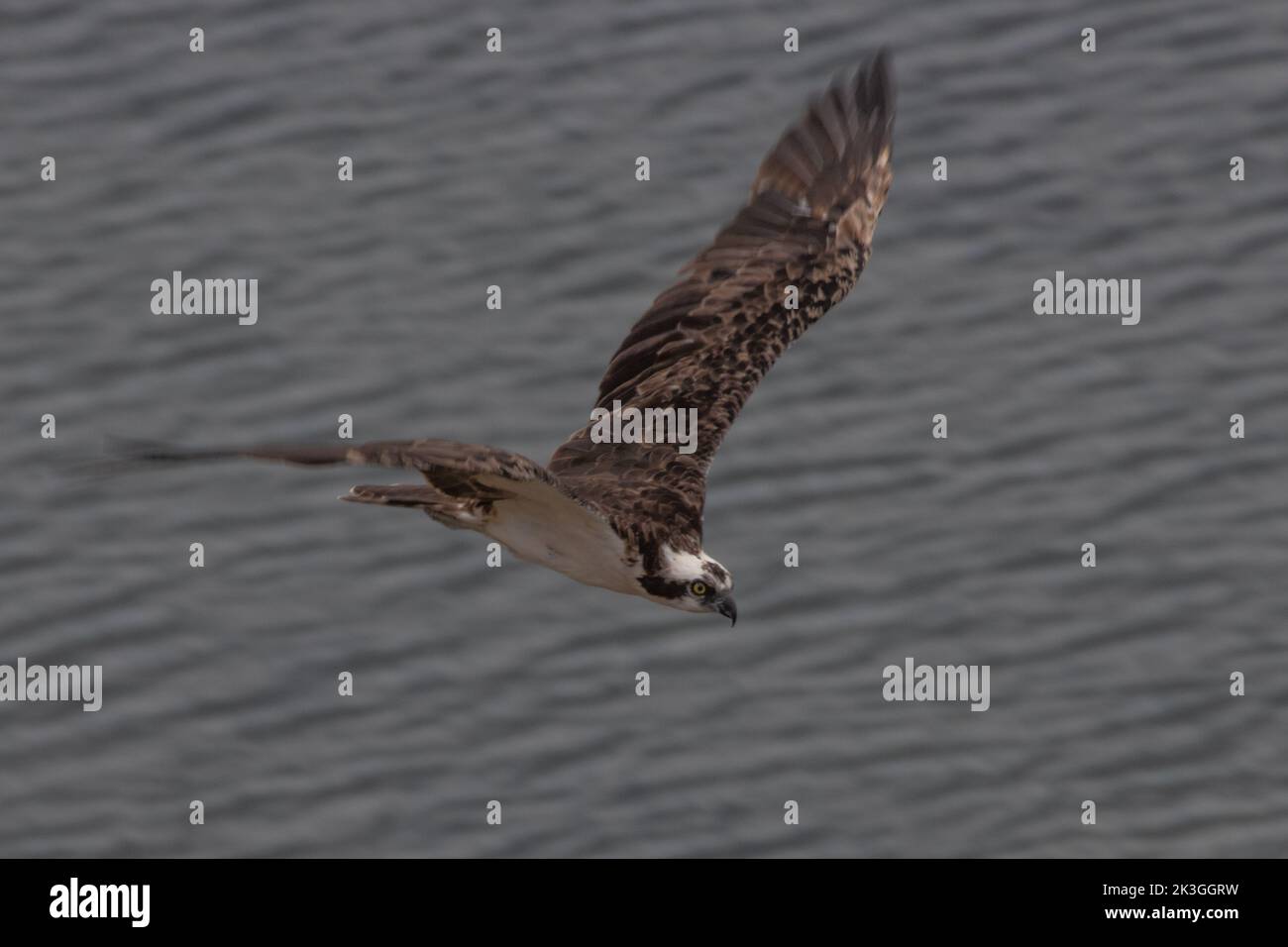 Un falco pescatore (Pandion haliaetus) che sorvola l'oceano al largo della costa della California, USA, Nord America. Foto Stock