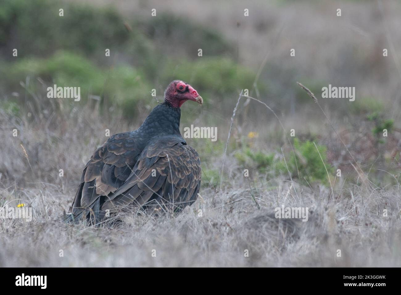 Un avvoltoio tacchino (aura Cathartes) in piedi sul terreno in Point Reyes National Seashore, California. Foto Stock