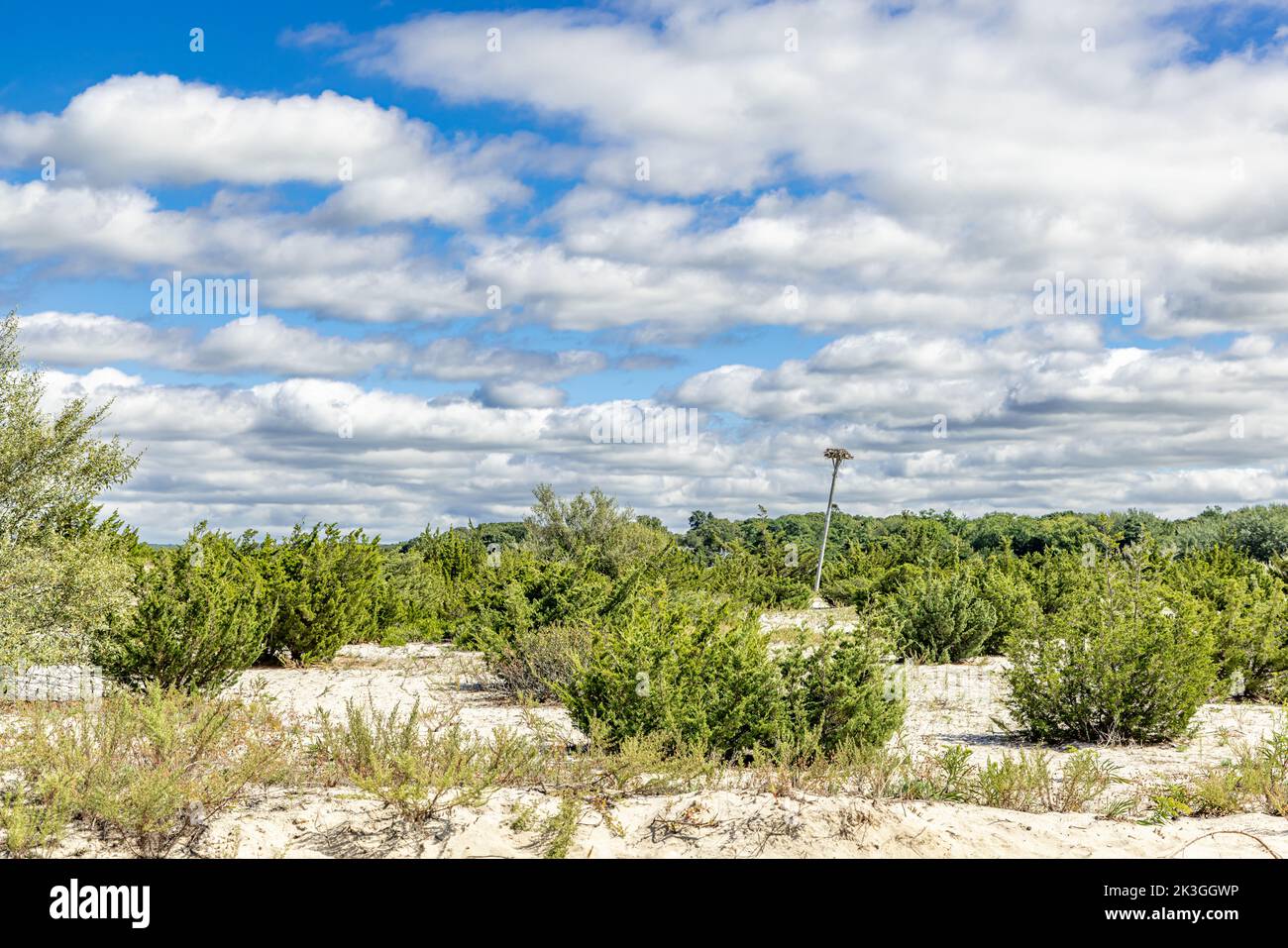 Paesaggio con un nido Osprey Foto Stock