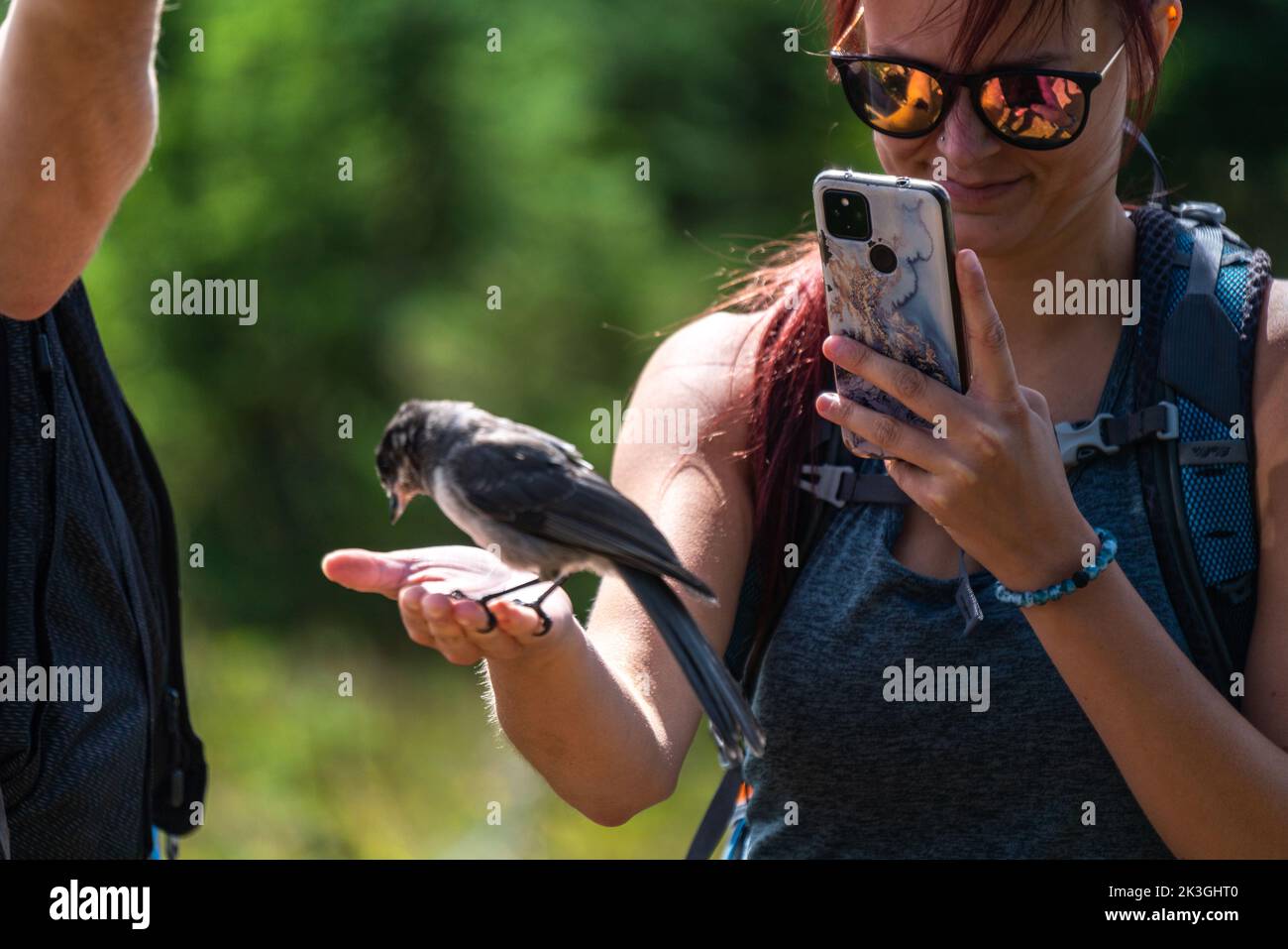 Una donna scatta una foto di un Jay canadese che è atterrato sulla sua mano. Foto Stock