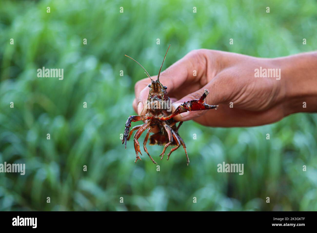 Gamberi d'acqua dolce rossi (spieces di aragosta) vicino al fiume Nilo Foto Stock