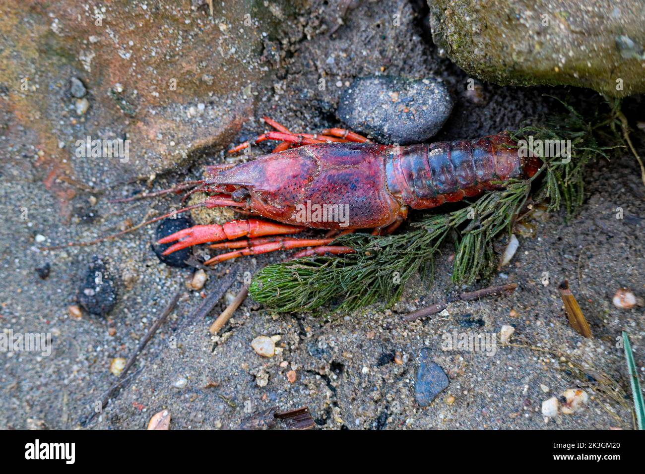 Gamberi d'acqua dolce rossi (spieces di aragosta) vicino al fiume Nilo Foto Stock