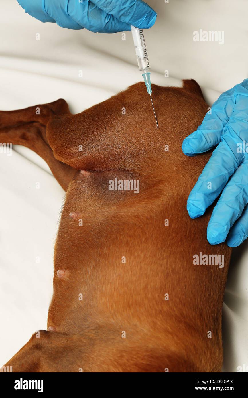 Le mani del medico somministrano un'iniezione al cane. Un animale domestico è iniettato da un veterinario. Mani in guanti medici tenere una siringa con un ago. Foto Stock