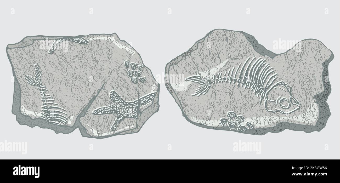 Pietra con impronte di scheletri di animali preistorici, insetti e piante. Archeologia grigia, frammenti di rocce di crack, massi di detriti. Set di Illustrazione Vettoriale