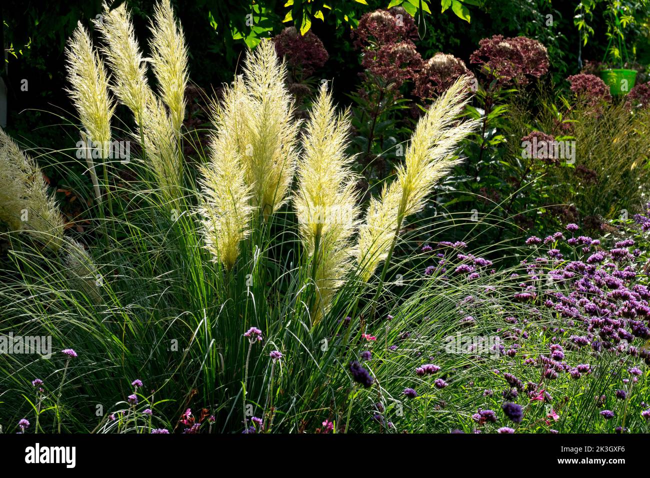 Erba di Pampas in tarda estate, Cortaderia selloana Pumilla, fioritura, erba di Pampas nana, fioritura, Verbena bonariensis Foto Stock