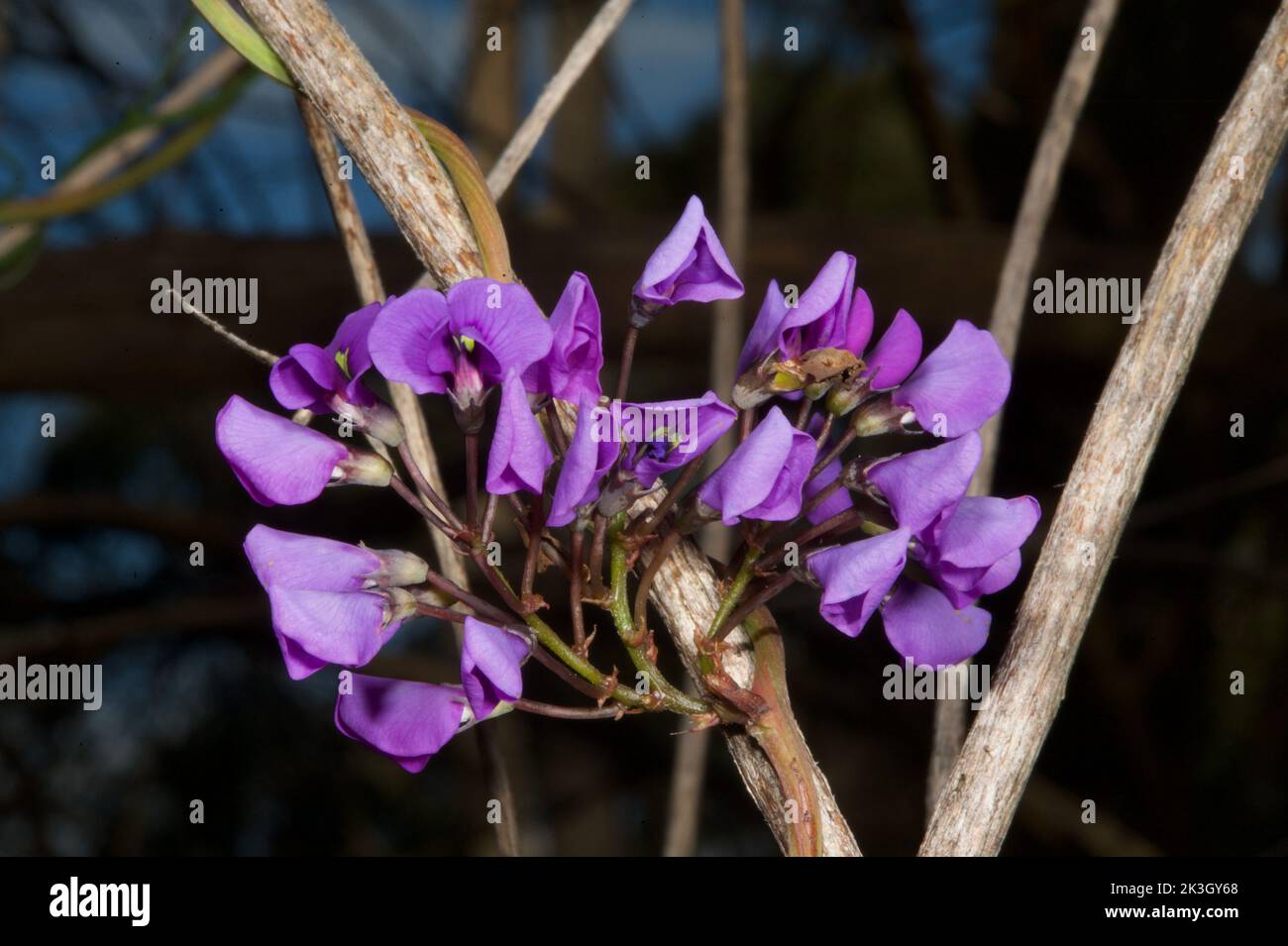 La violacea Hardenbergia (Falso Sarsparilla) ha avuto un ottimo inizio a primavera di quest'anno. Il clima fresco e umido aveva ridotto la concorrenza. Foto Stock