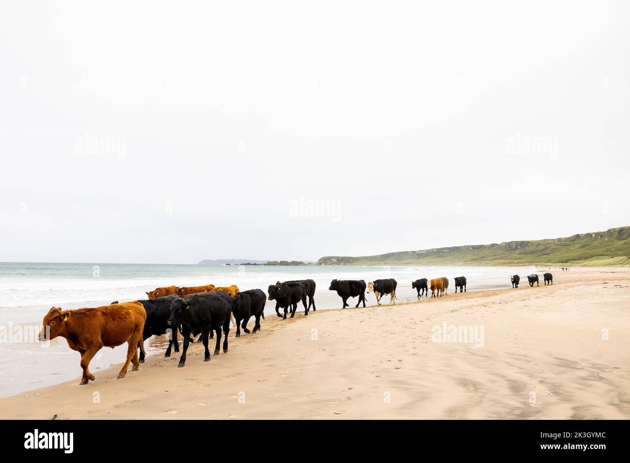 Una mandria di bovini sulla spiaggia di Whitepark Bay, sulla costa di Antrim, Irlanda del Nord. Foto Stock