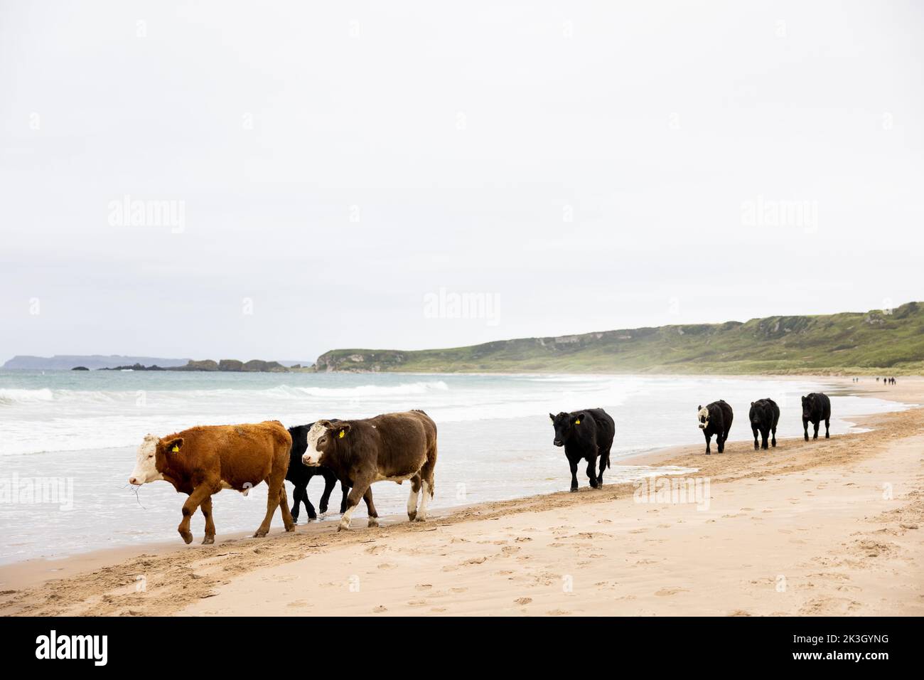 Una mandria di bovini sulla spiaggia di Whitepark Bay, sulla costa di Antrim, Irlanda del Nord. Foto Stock