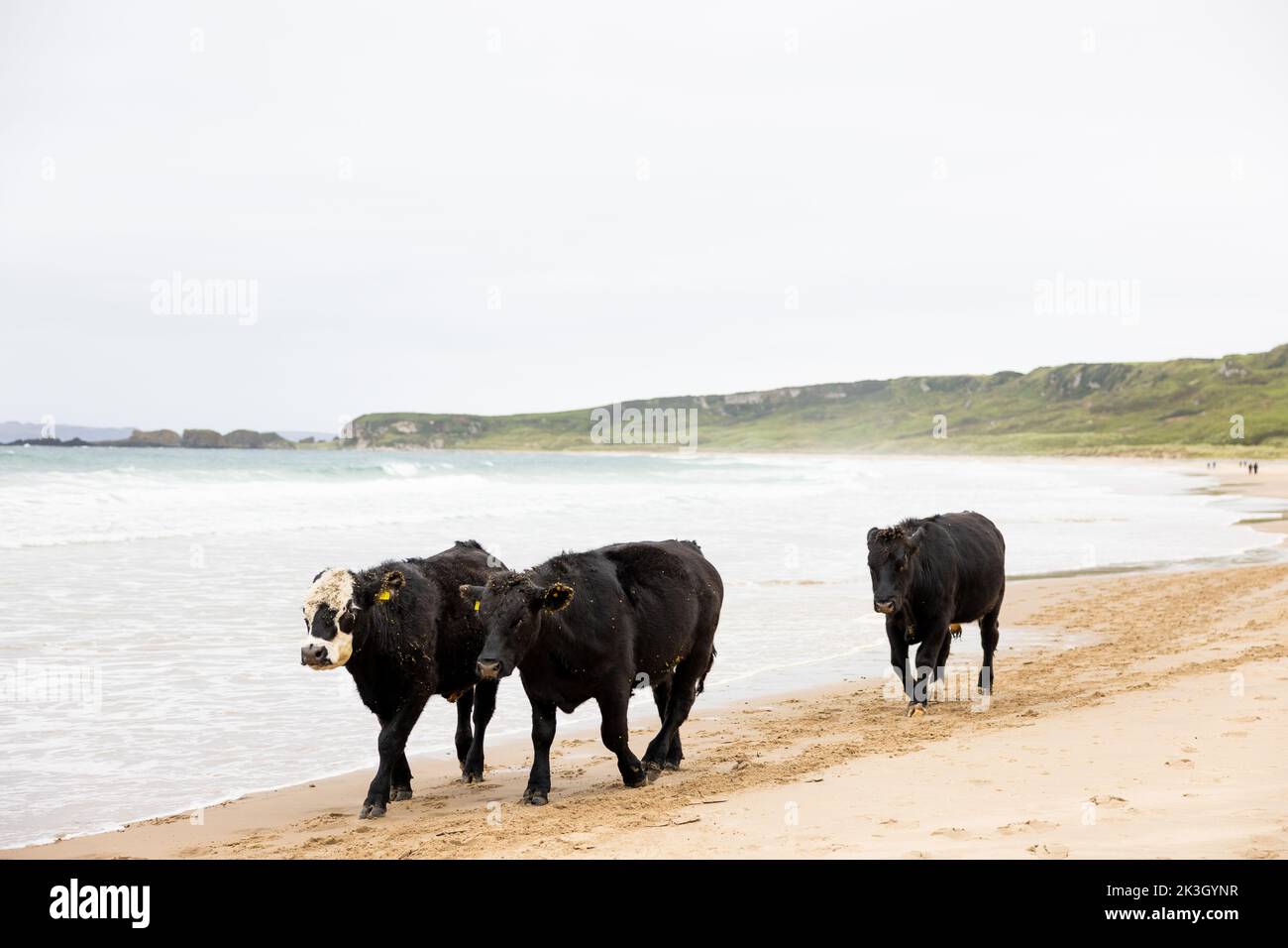 Una mandria di bovini sulla spiaggia di Whitepark Bay, sulla costa di Antrim, Irlanda del Nord. Foto Stock
