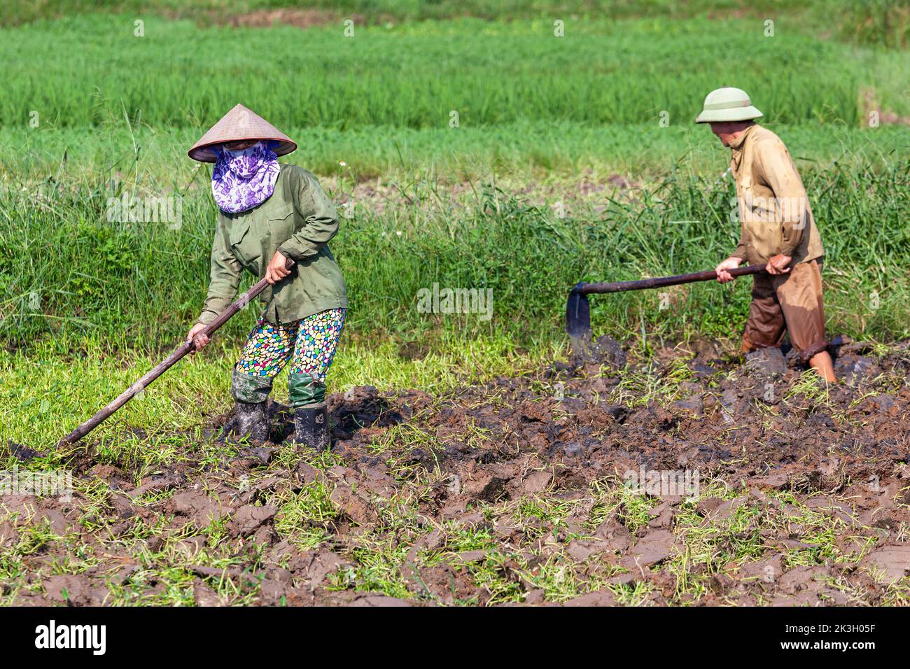 Signora vietnamita che indossa cappello di bambù che lavora in risaia, Hai Phong, Vietnam Foto Stock