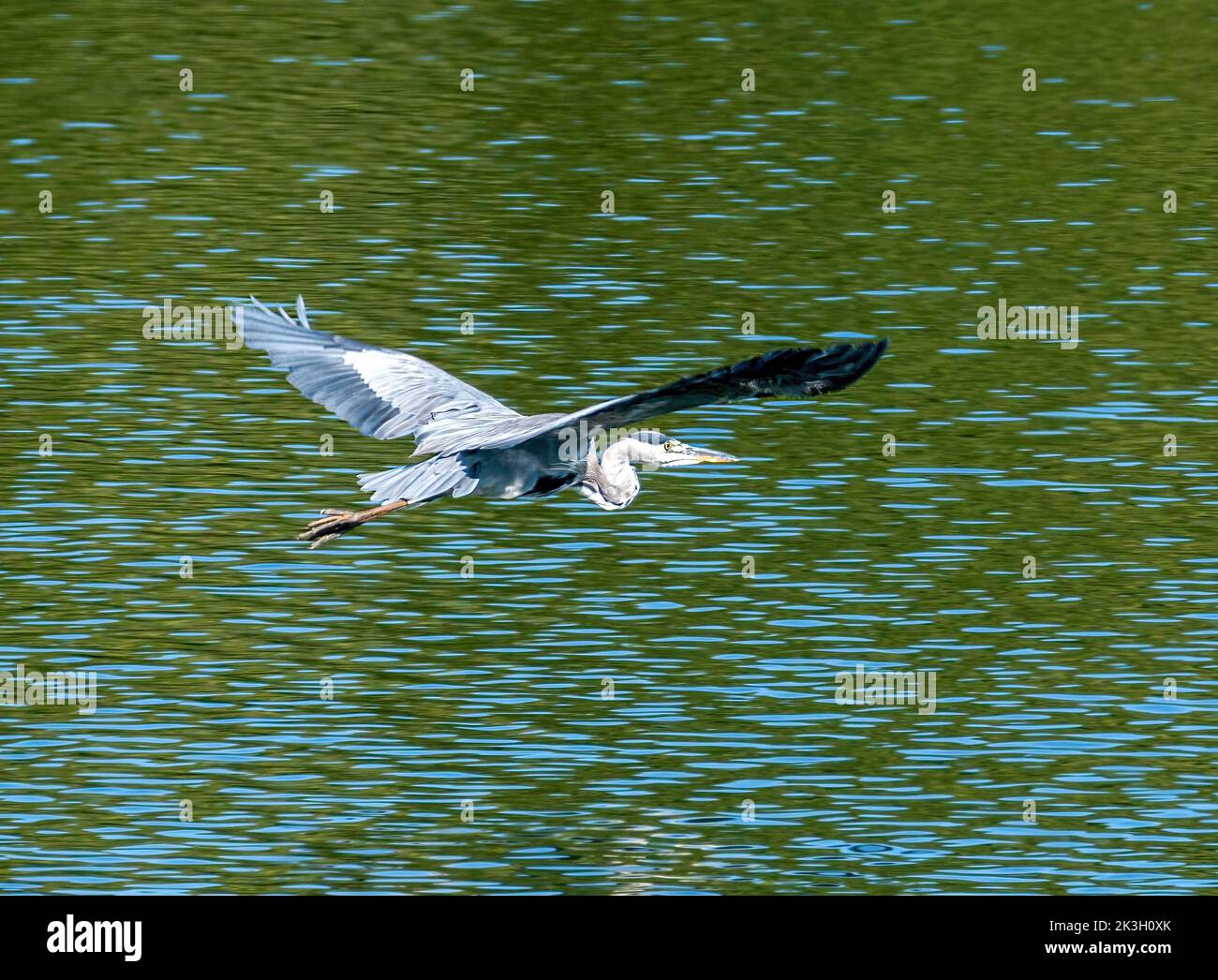 Heron grigio isolato che sorvola un lago Foto Stock