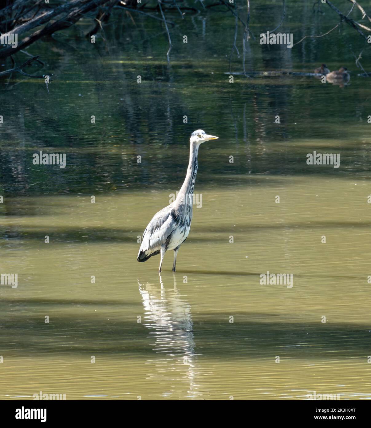 Heron grigio pesca in uno stagno Foto Stock