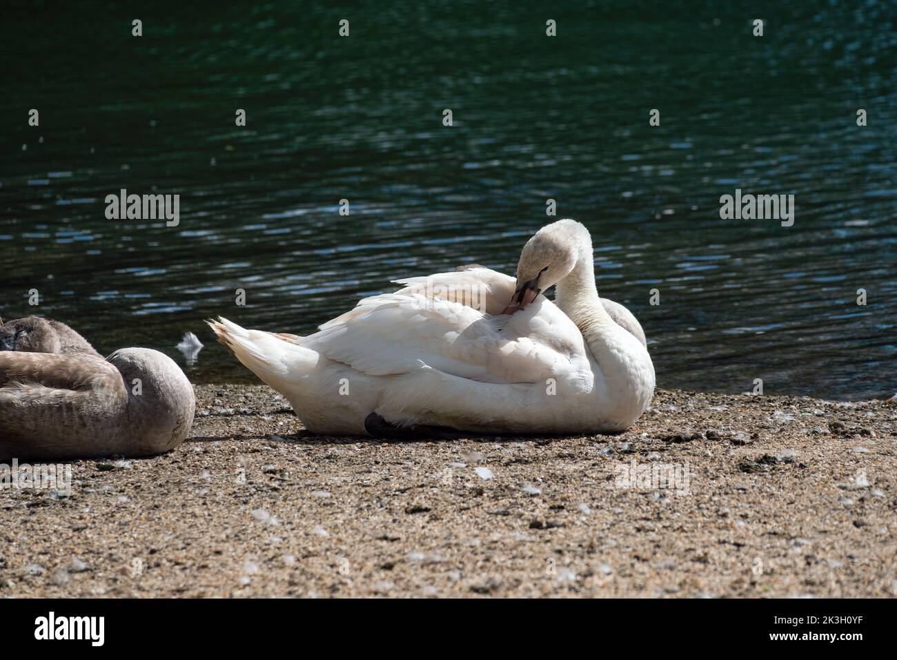 Muto Swan che prende le sue piume sulle rive di un fiume Foto Stock