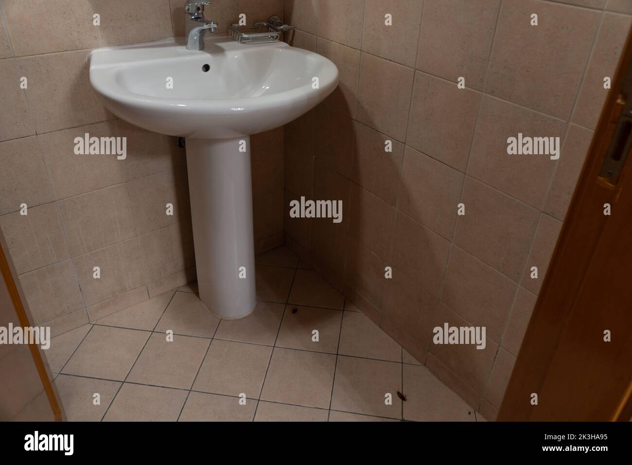 Molti Cockroaches (Blattella germanica), morti sul pavimento del bagno, uccisi con un pesticida. Parassiti domestici. Infestazione da scarafaggio. Foto Stock