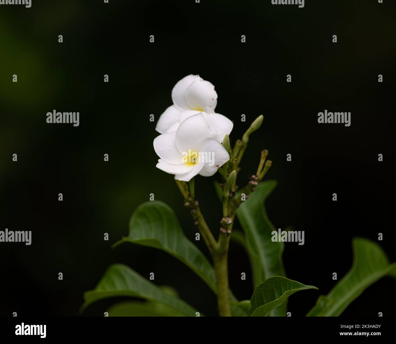 Splendidi fiori bianchi di Plumeria visti su uno sfondo scuro nel giardino di Mangalore, India. Sono anche noti come Frangipani. Foto Stock