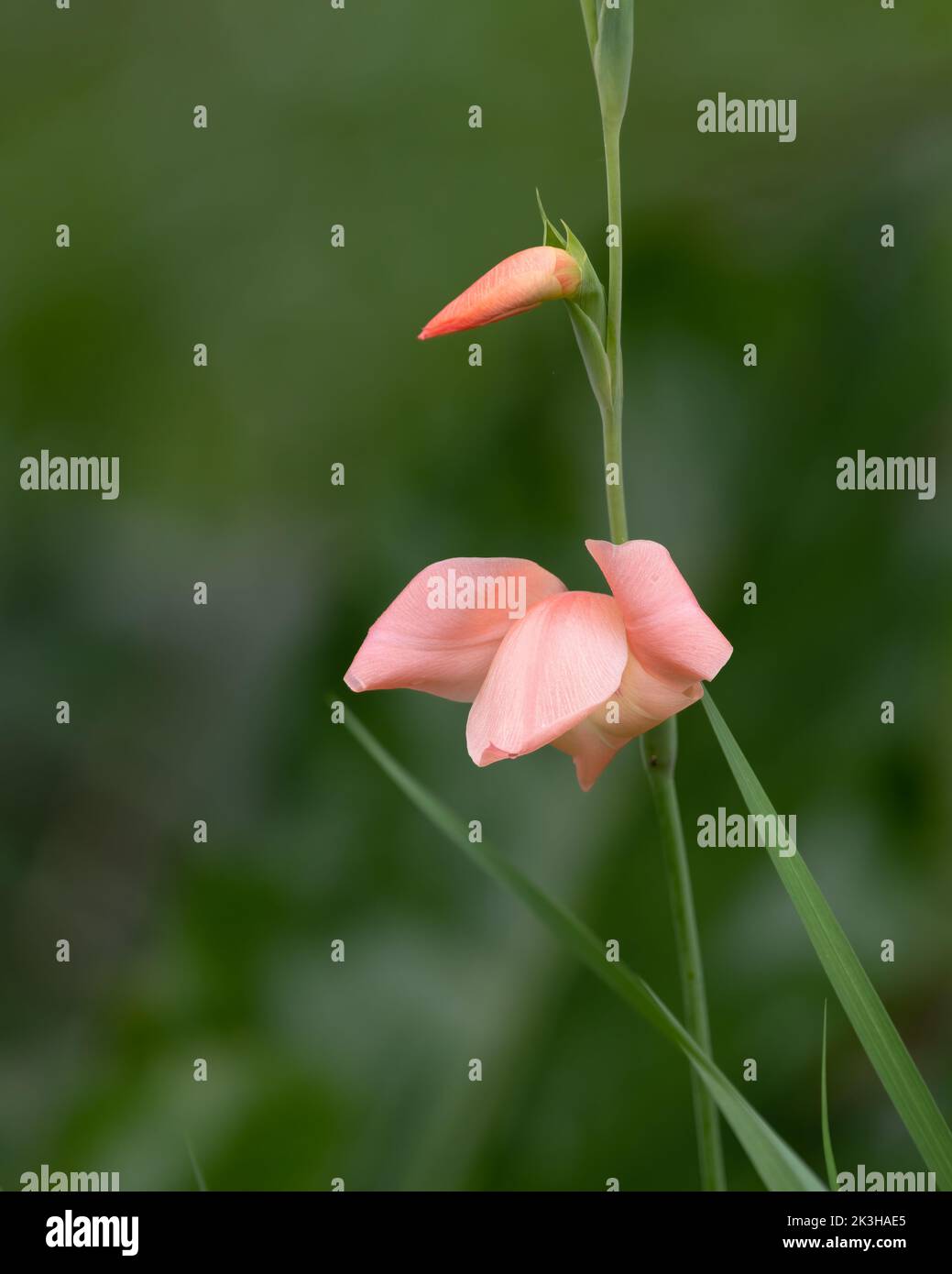 Primo piano di un bel fiore rosa Gladiolus (Gladiolus oppositiflorus), in fiore nel giardino di Mangalore a Karnataka, in India. Foto Stock