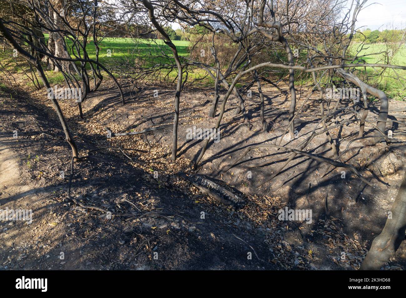 la natura cresce dopo il fuoco Foto Stock