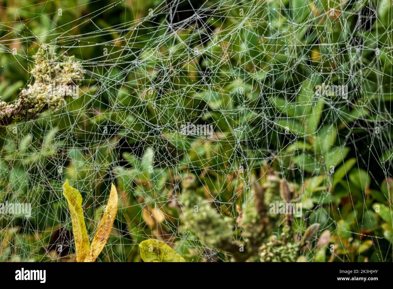 Fili di ragno filati confusi nell'estate indiana Foto Stock