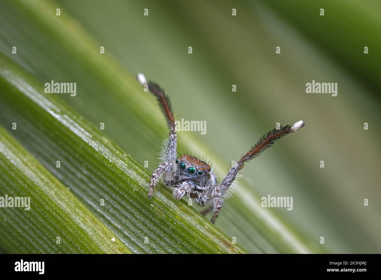 Maschio Spider Peacock, Maratus speciosus, che mostra per una femmina Foto Stock Maschio Spider Peacock, Maratus speciosus, che mostra per una femmina Foto Stock