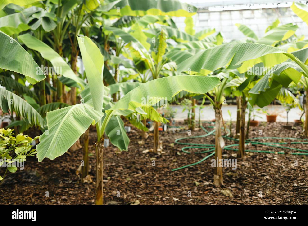 Natura eco banana pianta nel giardino verde con sfondo sole. Piante di banana in un giardino del cortile. Foto Stock