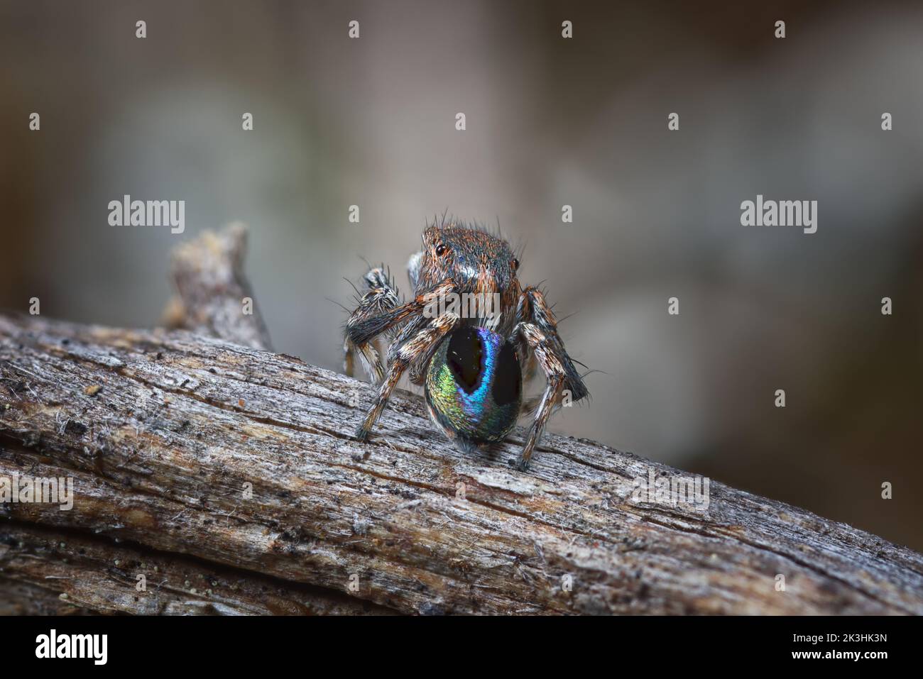 Maschio Maratus crisomelas mostrando il suo piumaggio iridescente Foto Stock Maschio Maratus crisomelas mostrando il suo piumaggio iridescente Foto Stock