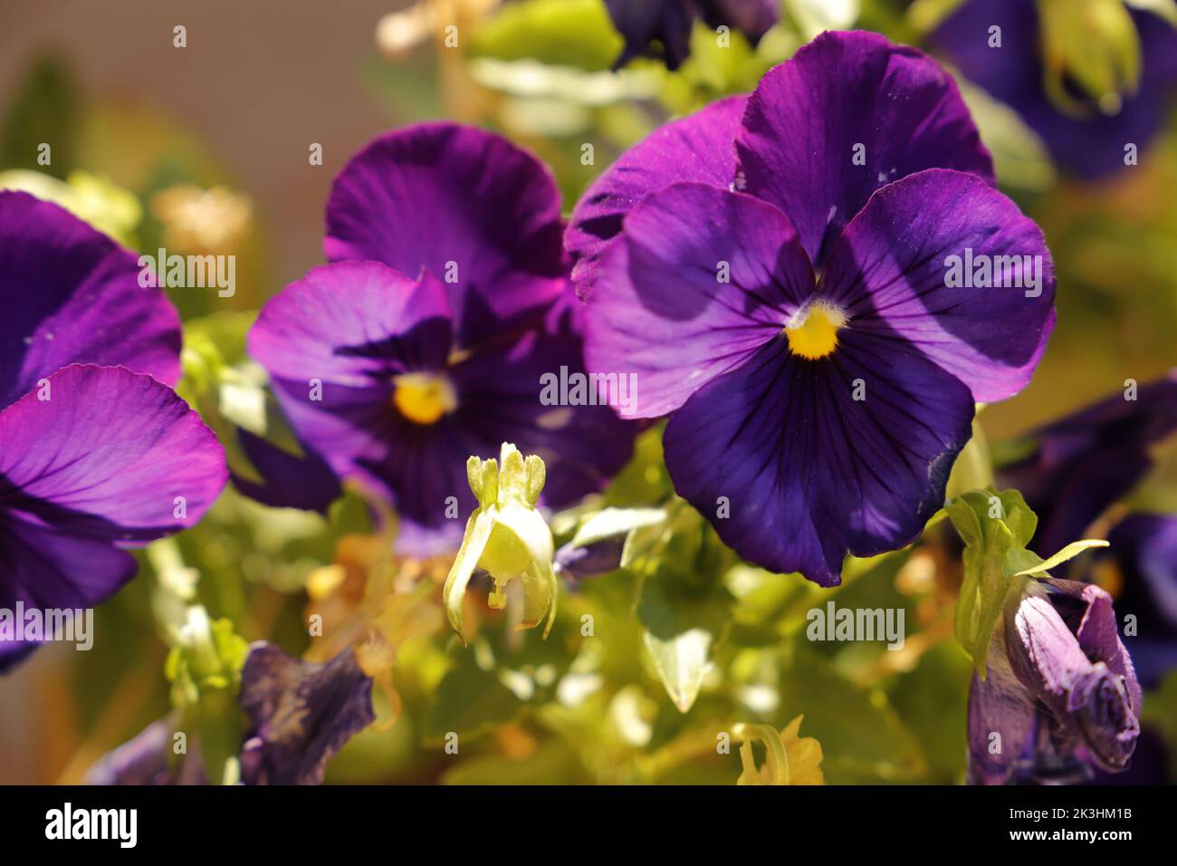 Pansies viola, fiori viola in primavera Foto Stock