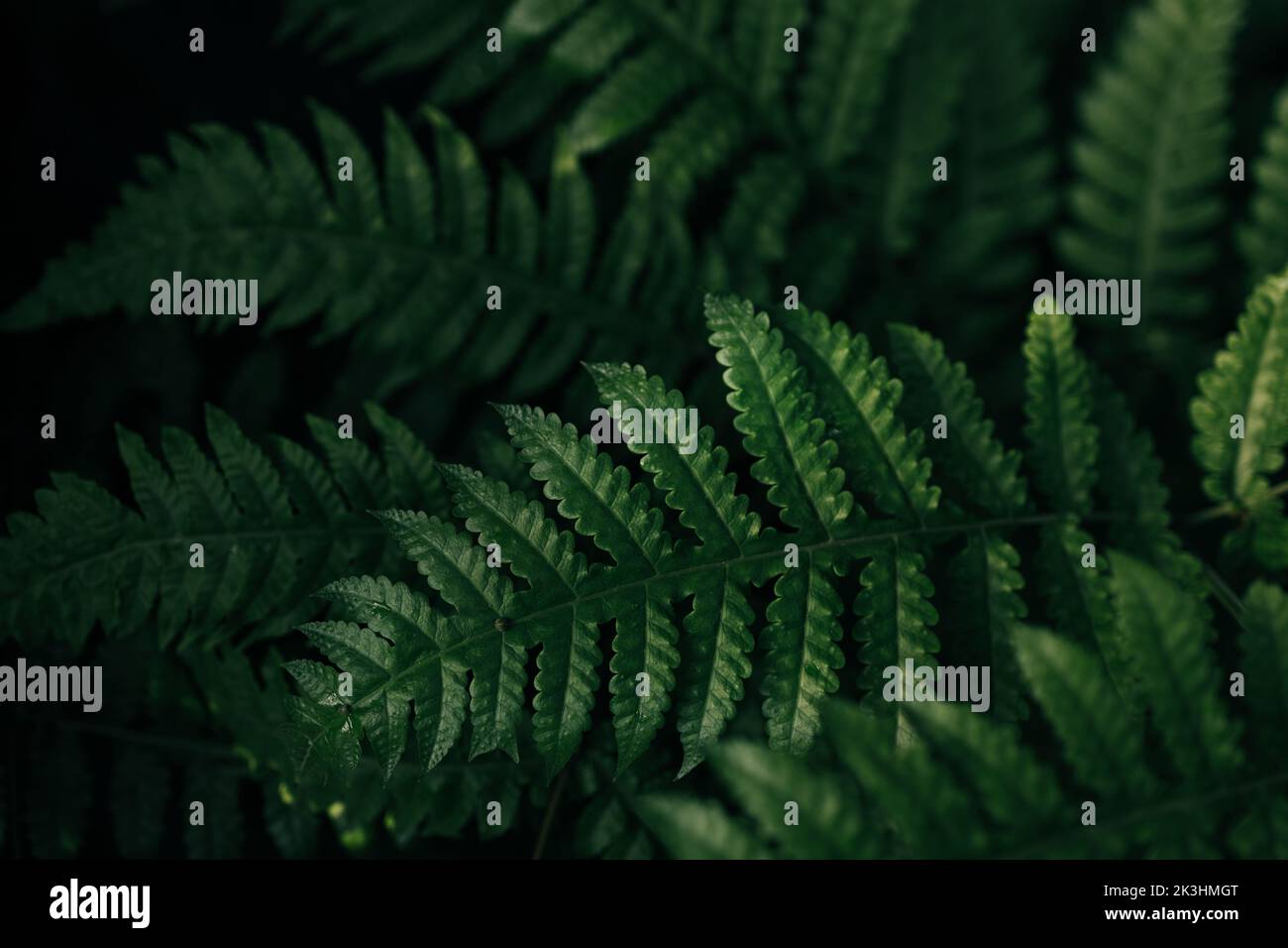 Foglie verdi felce tropicale foresta pluviale fogliame pianta sfondo, primo piano Foto Stock