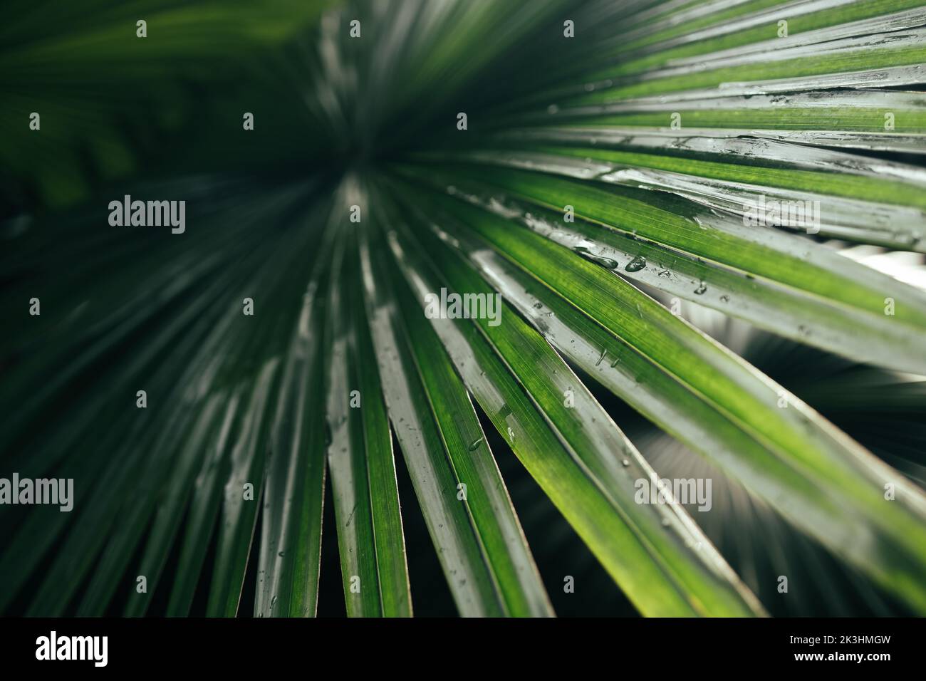 Eco foglia di palma texture naturale verde tropicale foglia sfondo verde scuro, primo piano Foto Stock