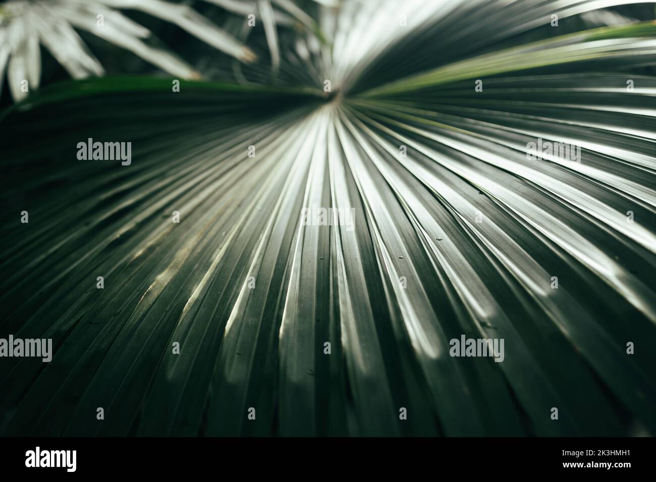Tropicale eco natura sfondo foglia di palma, primo piano palme vista prospettica Foto Stock
